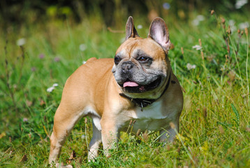 French bulldog on grass