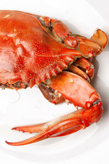 Red crab isolated on white background