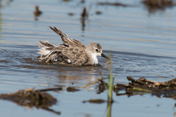 Bécasseau minute,.Calidris minuta, Little Stint
