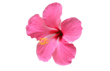 isolated​ Hibiscus flower on​ white​ background.​ pink  flower​ on​ white​ background.