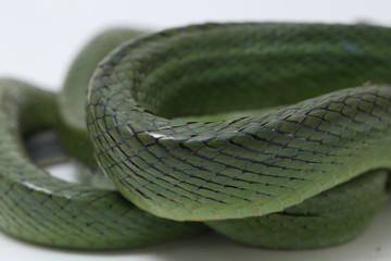 Gonyosoma oxycephalum, known commonly as the arboreal ratsnake, the red-tailed green ratsnake, and...