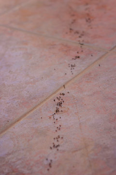 Ants on the tile