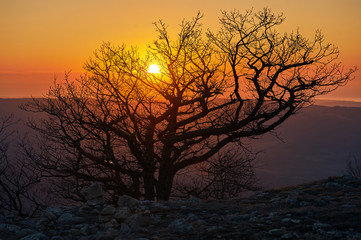Fototapeta na wymiar silhouette of branchy tree in sunset lights. mountain sunset landscape with tree in dusk. orange and yellow sunset or sunrise sky