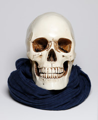 Skull, skulls, king, nautilus