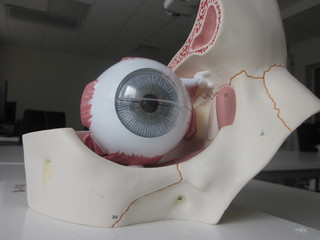 Human anatomy model of eye