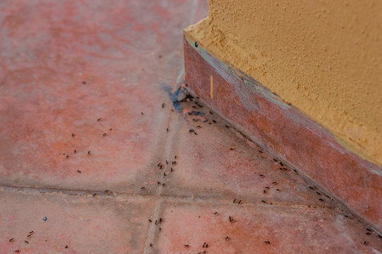 Ants on the tile