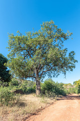 Sausage tree, Kigelia africana, next to a gravel road