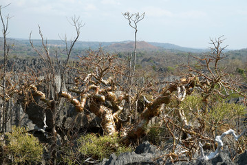 Fototapeta premium Pachypodium rosulatum, Pachypodium, Parc national des Tsingy du massif du Bemaraha, Patrimoine mondial de l'UNESCO, Madagascar
