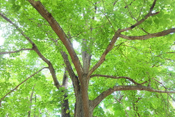 Fototapeta na wymiar Tree branch and green leaves. Refreshing and beautiful nature. Green tree leaves sky backgrounds taken from the low point of view and look upwards toward the top.