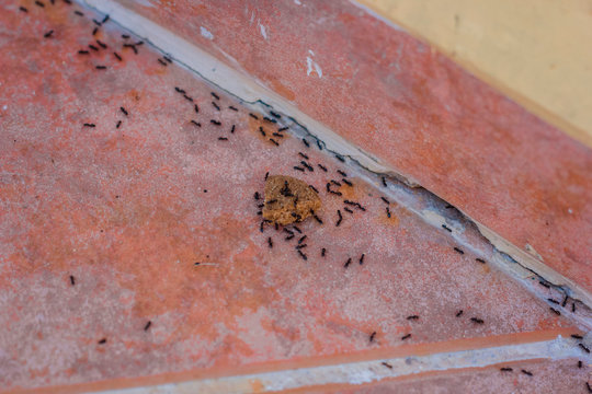 Ants on the tile