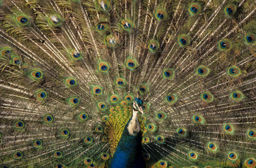 Obraz premium Paon bleu,.Pavo cristatus, Indian Peafowl