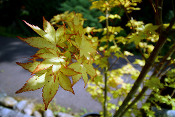 Feuillage d'automne