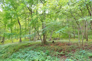 風景　夏　森　緑　木漏れ日　杤木