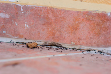 Ants on the tile