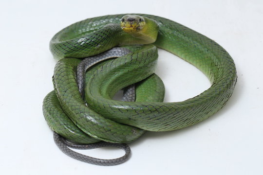Gonyosoma oxycephalum, known commonly as the arboreal ratsnake, the red-tailed green ratsnake, and the red-tailed racer, The species is endemic to Southeast Asia isolated on white background.