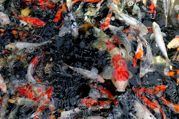 Beautiful koi fish in pond in the garden, Fishes under water, carp fish
