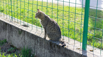 a cat sitting on the fence