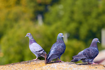 Pigeons close-up on a combined background