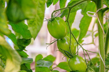 Green tomatoes hang on a branch in a greenhouse. Ripening vegetables. Preparing for the harvest. Healthy food.