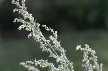Wormwood. Flowering absinthium. Medicinal plant. Summer. Wormwood grass growing on the field. A branch of wormwood on a dark green background