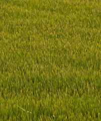 Rice in Doñana.
