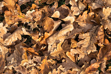 Dry fallen oak tree leaves on the ground. Beautiful autumn background