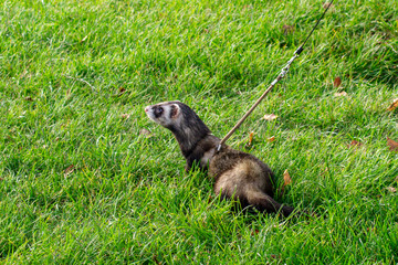 ferret walk in the park