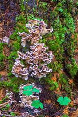 Beautiful bracket fungi growing on a tree trunk with green moss
