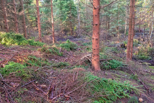 Thinned spruce with a drive road