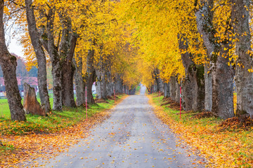 Idyllic tree lined country road with  autumn colours