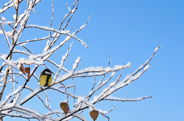 Great tit ( Parus major ) on sprig of tree covered snow and ice in winter forest on background blue sky