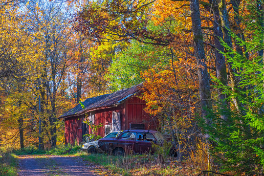 Barn in the forest in the autumn with old cars
