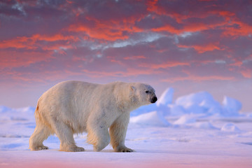 Polar bear on drift ice edge with snow and water in Svalbard sea. White big animal in the nature...