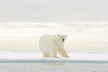 Polar bear dancing fight on the ice. Two bears love on drifting ice with snow, white animals in nature habitat, Svalbard, Norway. Animals playing in snow, Arctic wildlife. Funny image in nature. © ondrejprosicky