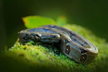 Boa constrictor snake in the wild nature, Costa Rica. Wildlife scene from Central America. Travel in tropic forest. Dangerous viper from jungle. Snake in the green moss tree trunk.