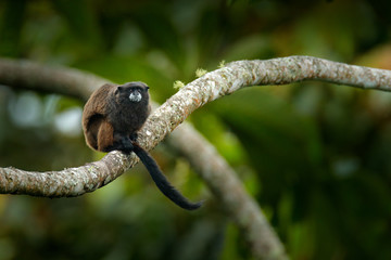 Black Mantle Tamarin (Saguinus nigricollis), monkey from Sumaco .Wildlife scene from nature. Tamarin siting on the tree branch in the tropic jungle forest, animal in the habitat.