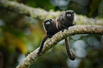 Black Mantle Tamarin (Saguinus nigricollis), monkey from Sumaco National Park in Ecuador. Wildlife scene from nature. Tamarin siting on the tree branchanimal in the habitat.