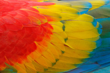 Fototapeta na wymiar Close-up detail of parrot plumage. Scarlet Macaw, Ara macao, detail of bird wing, nature in Costa Rica. Red, yellow and blue feathers.