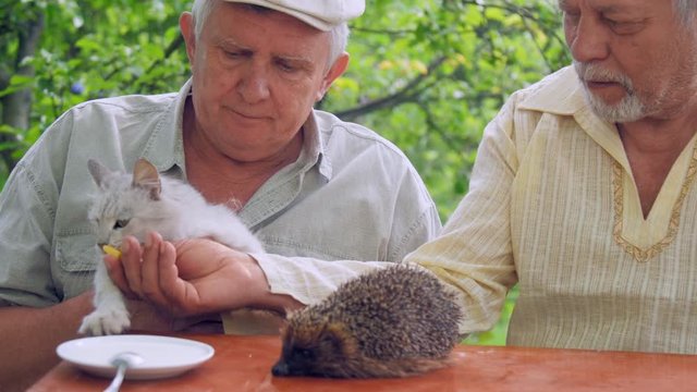 aged people feed white cat sitting at brown table with hedgehog and spoon in plate against green trees. Concept wrong science