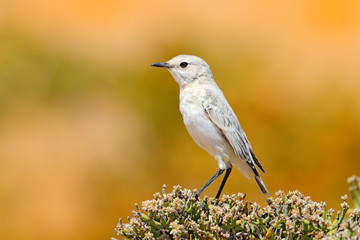 Dune Lark, Calendulauda erythrochlamys, lives in the sand dunes of the Namib Desert, completely endemic. White bird sitting on the desert vegetation, yellow dune in the background, Wildlife in Namibia