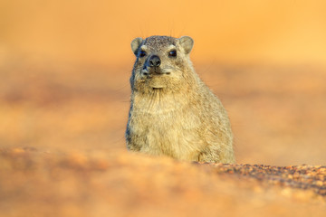 Rock Hyrax on stone in rocky mountain. Wildlife scene from nature. Face portrait of hyrax. Procavia capensis, Namibia. Rare interesting mammal from Africa.