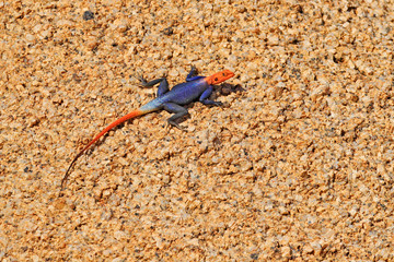 Orange and blue colored lizard, Namibian rock agama, Agama planiceps, male posing on yellow granite rock in typical desert environment. Isolated colorful agama, Spitzkoppe, Namibia