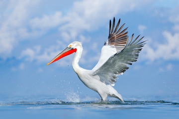 Bird in the water. Dalmatian pelican, Pelecanus crispus, landing in Lake Kerkini, Greece. Pelican with open wings. Wildlife scene from European nature.