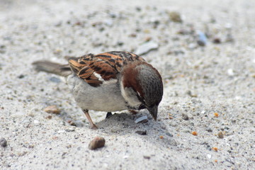 Spatz