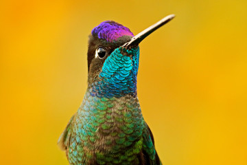 Talamanca admirable hummingbird, Eugenes spectabilis, detail bill portrait of beautiful bird....