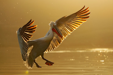 Bird in the water. Dalmatian pelican, Pelecanus crispus, landing in Lake Kerkini, Greece. Pelican...