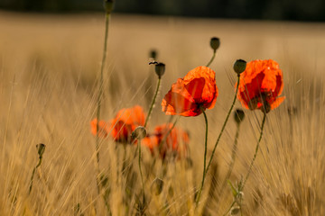 Obraz premium coquelicot