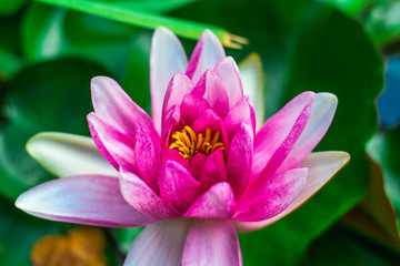 Pink water lily with leaves close-up.