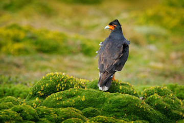 Carunculated caracara, Phalcoboenus carunculatus, beautiful bird of prey from Antisana in Ecuador. Caracara in high altitude mountain habitat, green hill vegetation. Wildlife scene from nature.