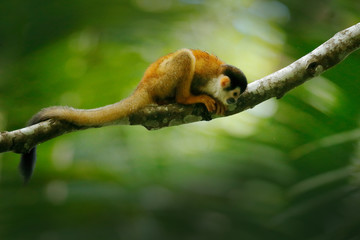 Monkey, long tail in tropic forest. Squirrel monkey, Saimiri oerstedii, sitting on the tree trunk...